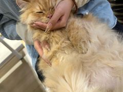 -藏猫猫咖啡主题馆(中央大道店)