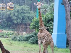 -广州长隆野生动物世界
