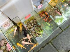 -溪岸路花鸟市场