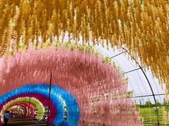 -枫林花海