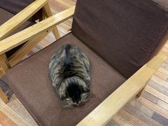 -猫的天空之城概念书店(杭州南宋御街店)