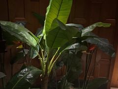 -紫莲花足道(柯桥古镇店)