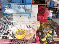 -清平路水族市场