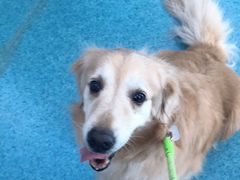 -北京赛佳动物医院