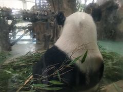 -成都动物园