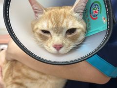 -乐琪宠物医院·犬猫专科·骨外科·急重症