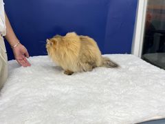 -爱洗澡的猫(天河路店)