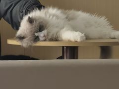 -鼓捣猫呢主题猫咖店