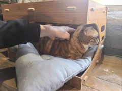 -猫猫幼稚园·撸猫·桌游·电玩