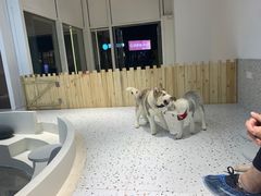 -Husky Go!哈士奇体验馆·宠物咖啡厅狗咖