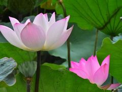 -荔湾湖公园
