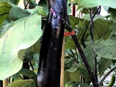 -周老三跷脚牛肉·全牛火锅(非遗传承店)