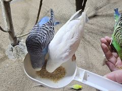 -上海大自然野生昆虫馆(东方明珠·爬宠昆虫探索中心)
