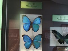 -上海昆虫博物馆