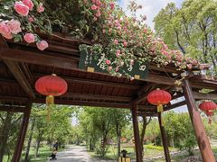 -鹅湖玫瑰文化园