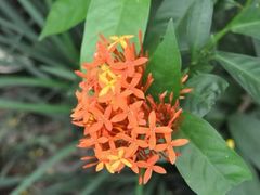 -中国科学院西双版纳热带植物园