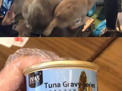 -猫猫幼稚园·撸猫·桌游·电玩