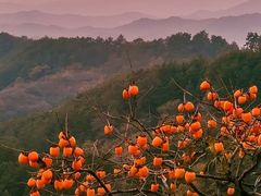 -塔川景区