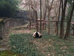 -成都大熊猫繁育研究基地