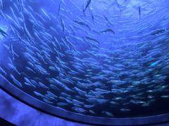 -瑞普利水族馆