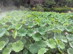 -锦泓老字号猪脏粉(东联大厦店)