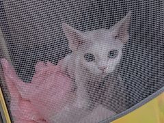 -宠爱国际动物医院· 猫科· 外科·中兽医(长白店)