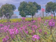 -春花秋色城市公园