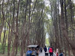 -同里国家湿地公园