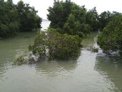 -宝安西湾红树林湿地公园