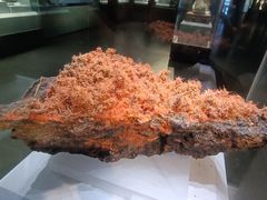 -湖南省地质博物馆