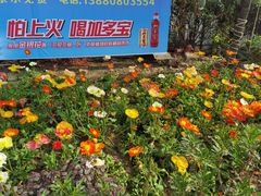 -三圣花乡旅游区