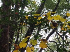 -上海佘山国家森林公园天马山园