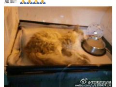 盛京一禾-盛京一禾