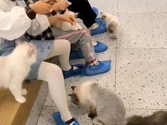 -猫域·湾主题猫咖·宠物吧(南坪城市广场店)