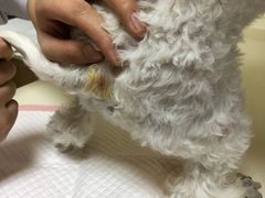 -北京恒爱动物医院(清景园分院)