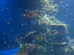 -新加坡水上探险乐园