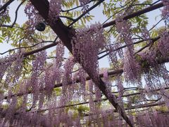 -嘉定紫藤园