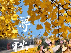 -三里屯东五街银杏大道