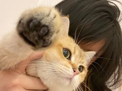 -南京Hallo宠物乐园·哈罗犬舍·柴犬繁育基地