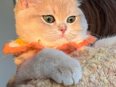 -猫十亿·布偶金渐层·曼基康矮脚猫舍(青年路店)