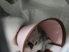 -瑞派名望24h动物医院异宠专科·猫专科·骨科·重症监护分院