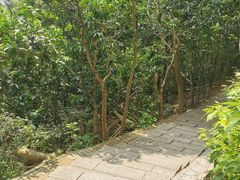 -荔枝公园-小平画像广场