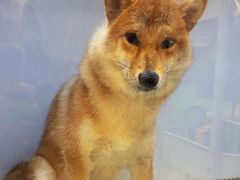 -帕帕拉兹宠物(亚洲旗舰店)