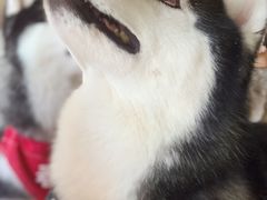 -Husky Go! 哈士奇体验馆·宠物咖啡厅狗咖