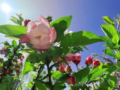 -海棠花溪(元大都城垣遗址公园)