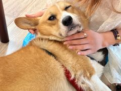 -有猫主题·治愈系猫咖(曾厝垵店)