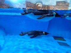 -成都浩海立方海洋公园