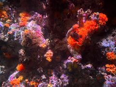 -新加坡海洋生态馆