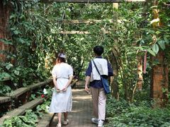 -南宁良凤江国家森林公园