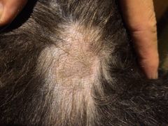 -康乐宝动物医院